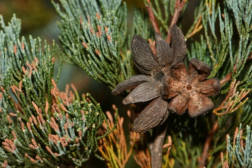 White Cypress-pine