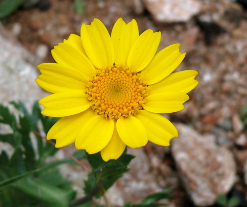 Corn Marigold