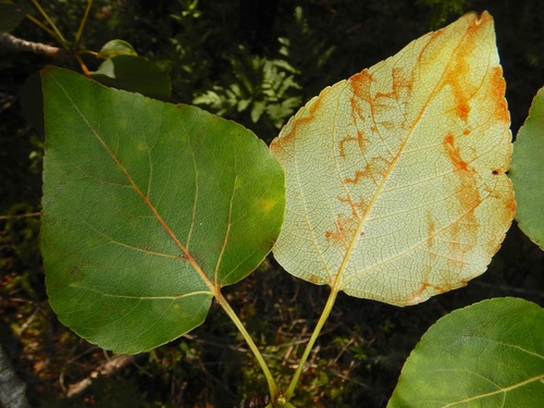 balsam poplar