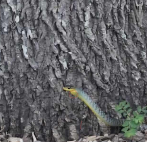 Common Tree Snake sighting