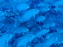 Bigeye Trevally