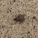 photo of True Crickets And Allies (Grylloidea)