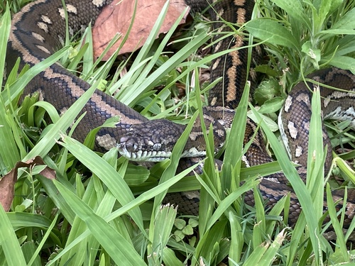 Coastal Carpet Python sighting