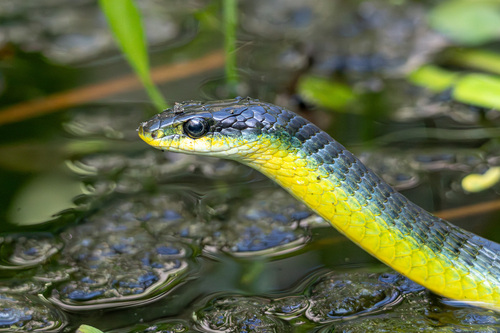 Common Tree Snake sighting