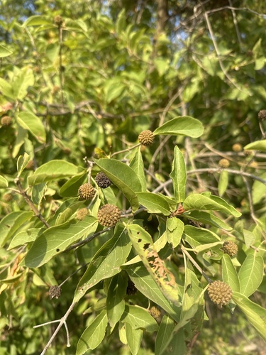 Mitragyna inermis