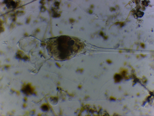 Collotheca campanulata