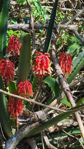 Aloe ivakoanyensis