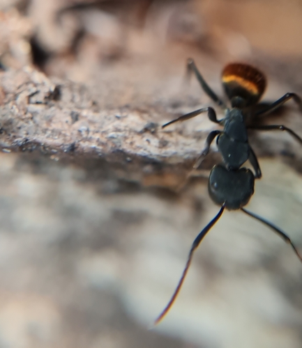 Camponotus ruficornis