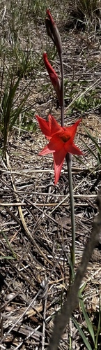Gladiolus melleri