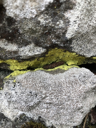 gold dust lichen