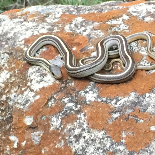 Baird's Patchnose Snake