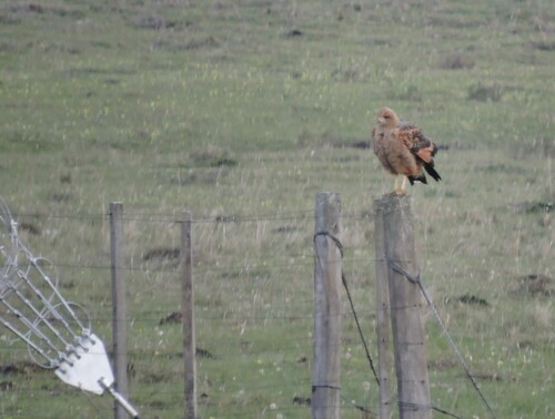 Savanna Hawk