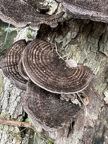 Hairy Hexagonia