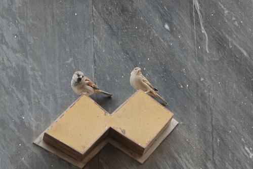House Sparrow