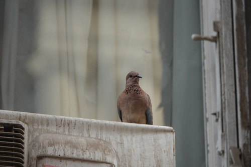 Laughing Dove