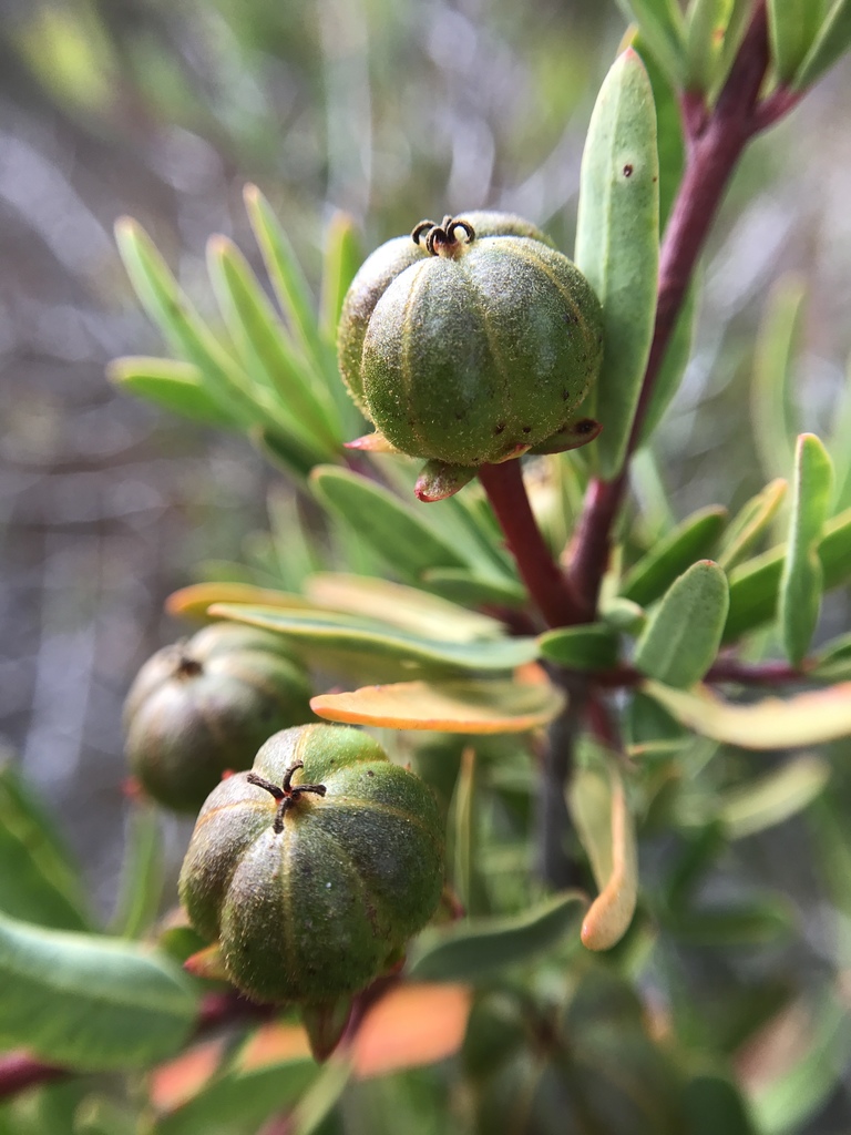 Tetracoccus dioicus
