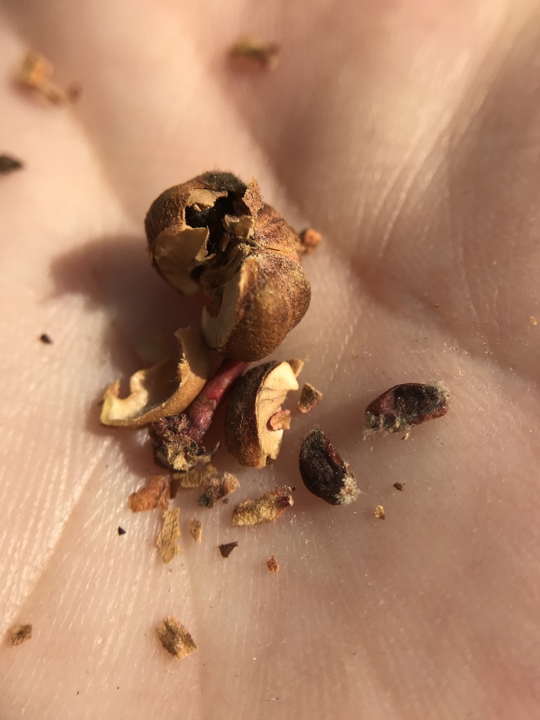 Tetracoccus dioicus