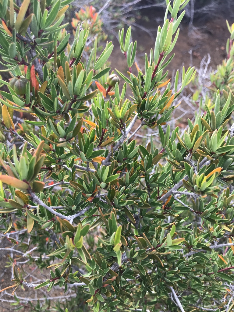 Tetracoccus dioicus