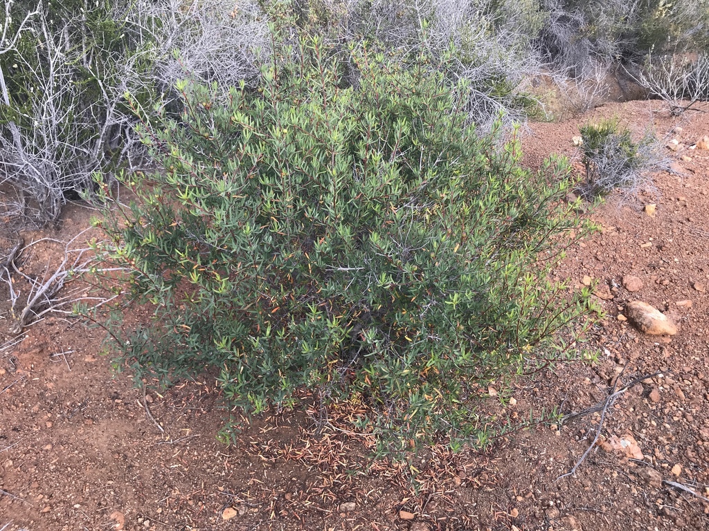 Tetracoccus dioicus