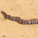 Florida × Northern Cottonmouth - Photo (c) Steve Collins, all rights reserved, uploaded by Steve Collins