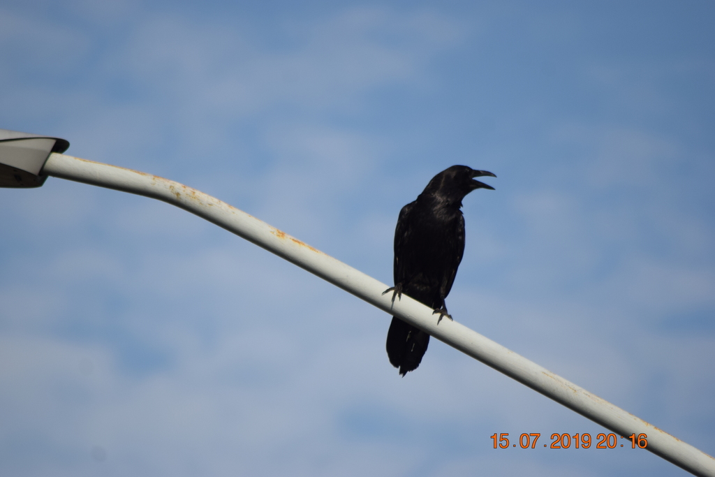 Common Raven from Cd Apodaca, N.L., México on July 15, 2019 by Aaron ...