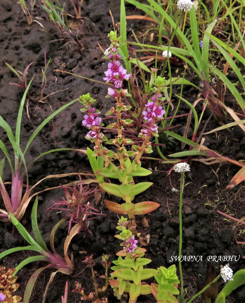 Rotala rosea (Rotala rosea)