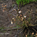 Trigastrotheca pentaphylla - Photo (c) madhuca, todos los derechos reservados, subido por madhuca