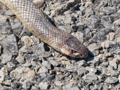 Eastern Brown Snake sighting