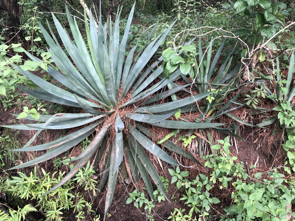 Agave vivipara  iNaturalist