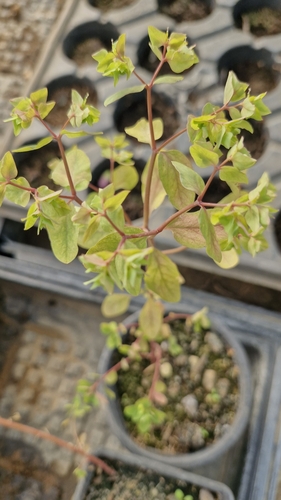 Petty Spurge