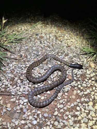 Black-headed Python sighting