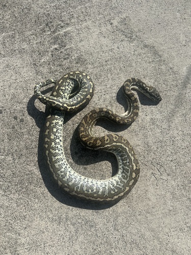 Coastal Carpet Python sighting