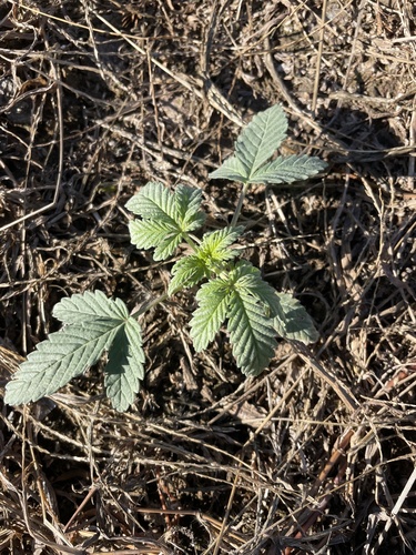 Cannabis