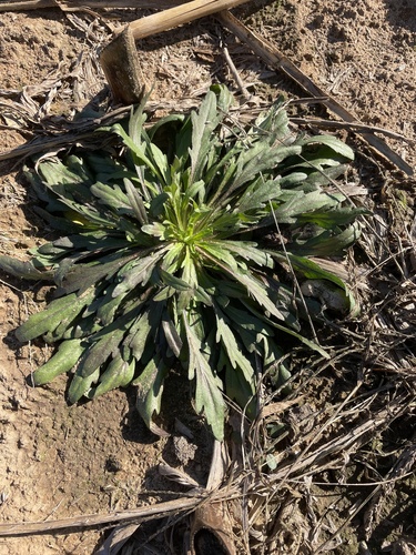 horseweed