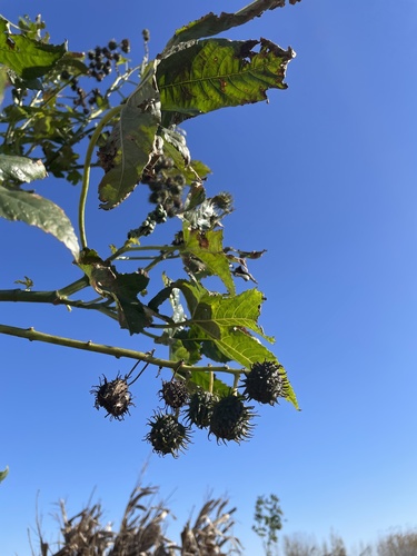 castor bean