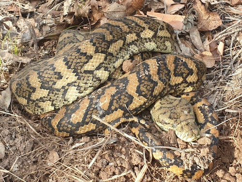 Coastal Carpet Python sighting