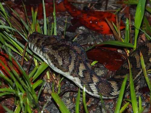 Coastal Carpet Python sighting