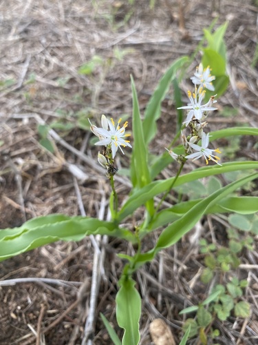 Chlorophytum affine