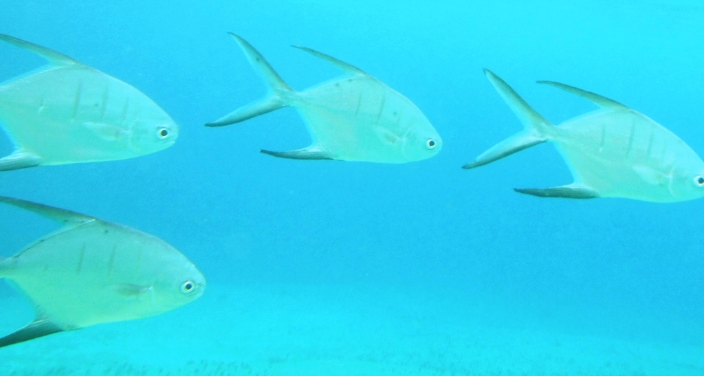 Palometa from Mexico on July 13, 2019 at 01:25 PM by Tim Jetton ...