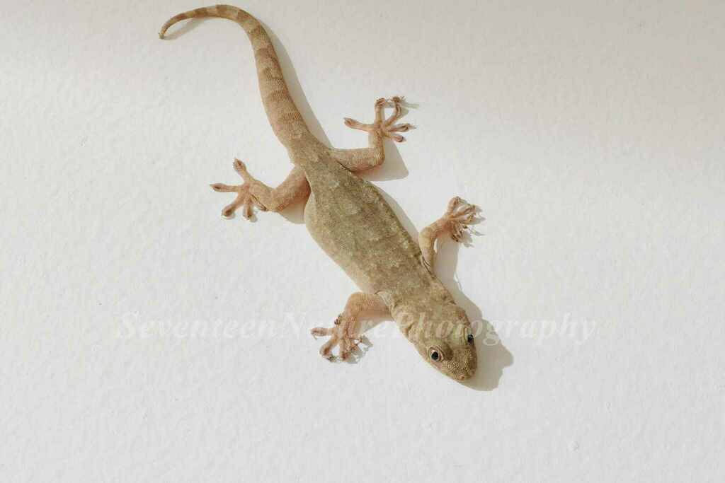 Japanese Giant Gecko from 中国江苏省宿迁市宿豫区 on November 11, 2024 at 07:15 PM ...