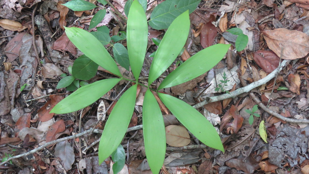 Zamia prasina