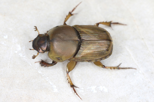 Euoniticellus fulvus