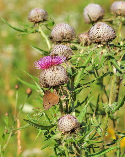 Lophiolepis decussata
