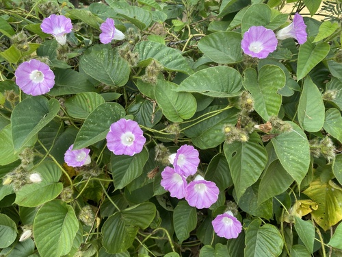 Argyreia capitiformis