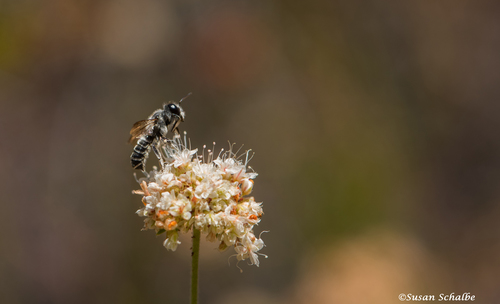 iNaturalist observation photo of Leafcutter, Mortar, and Resin Bees