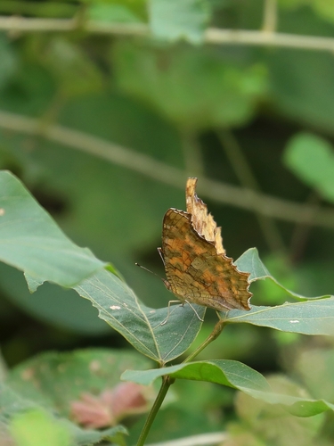 Asian Comma