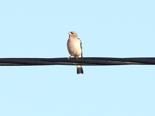 African Chaffinch