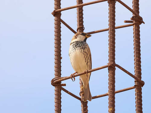 Spanish Sparrow