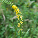 Fragrant Agrimony - Photo (c) Tig, all rights reserved, uploaded by Tig