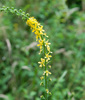 Fragrant Agrimony - Photo (c) Tig, all rights reserved, uploaded by Tig